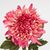 Искусственная хризантема, розовая, 78 см, изображение 3 ᐒ купить на  ❤ Like7km.com.ua