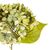 Цветы "Гортензия салатовая", изображение 3 ᐒ купить на  ❤ Like7km.com.ua