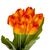 Букет тюльпанов "Красочность", оранжевый, 40 см, изображение 2 ᐒ купить на  ❤ Like7km.com.ua
