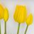Букет латексных тюльпанов, 5 бутонов, желтый, 50 см, изображение 2 ᐒ купить на  ❤ Like7km.com.ua