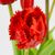 Букет латексных тюльпанов, 5 бутонов, красный, 44 см, изображение 3 ᐒ купить на  ❤ Like7km.com.ua