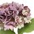 Цветок искусственный "Гортензия лиловая", изображение 3 ᐒ купить на  ❤ Like7km.com.ua