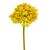 Цветок "Гортензия шаровидная" жёлтая, изображение 2 ᐒ купить на  ❤ Like7km.com.ua