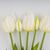 Букет латексных тюльпанов, 5 бутонов, белый, 50 см, изображение 2 ᐒ купить на  ❤ Like7km.com.ua
