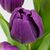 Букет латексных тюльпанов, 7 бутонов, фиолетовый, 31 см, изображение 3 ᐒ купить на  ❤ Like7km.com.ua