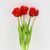 Букет латексных тюльпанов, 5 бутонов, красный, 44 см, изображение 2 ᐒ купить на  ❤ Like7km.com.ua