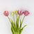 Букет тюльпанов, 5 бутонов, пудровый, 39 см, изображение 3 ᐒ купить на  ❤ Like7km.com.ua