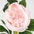 Искусственный пион, нежно-розовый, 70 см, изображение 3 ᐒ купить на  ❤ Like7km.com.ua