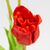 Букет латексных тюльпанов, 5 бутонов, красный, 49 см, изображение 3 ᐒ купить на  ❤ Like7km.com.ua