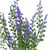 Букет лаванда, изображение 3 ᐒ купить на  ❤ Like7km.com.ua