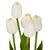 Букет тюльпанов "Рапсодия", кремовый, 25,5 см, изображение 2 ᐒ купить на  ❤ Like7km.com.ua