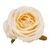 Головка розы, кремовая, 9 см, изображение 3 ᐒ купить на  ❤ Like7km.com.ua