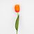 Искусственный тюльпан с эффектом живого прикосновения, оранжевый, 45 см, изображение 2 ᐒ купить на  ❤ Like7km.com.ua