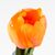 Искусственный тюльпан с эффектом живого прикосновения, оранжевый, 45 см, изображение 3 ᐒ купить на  ❤ Like7km.com.ua