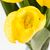 Букет тюльпанов с эффектом живого прикосновения, 9 бутонов, желтый, 45 см, изображение 3 ᐒ купить на  ❤ Like7km.com.ua