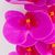 Искусственная орхидея, ярко-розовая, 57 см, изображение 4 ᐒ купить на  ❤ Like7km.com.ua
