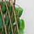 Декоративная панель из искусственной зелени и лозы "Фикус", 36*120 см, изображение 5 ᐒ купить на  ❤ Like7km.com.ua