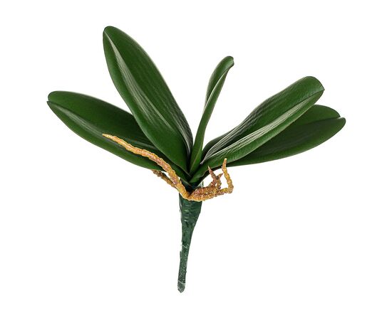 Листья орхидеи 21 см ᐒ купить на  ❤ Like7km.com.ua