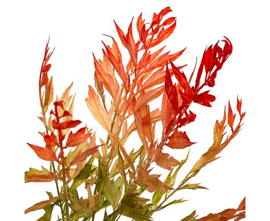 Ветвь бамбука оливково-красная искусственная, изображение 2 ᐒ купить на  ❤ Like7km.com.ua