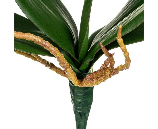 Листья орхидеи 21 см, изображение 2 ᐒ купить на  ❤ Like7km.com.ua