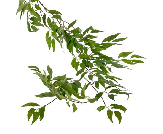 Свисающая зелень, 172 см, изображение 3 ᐒ купить на  ❤ Like7km.com.ua