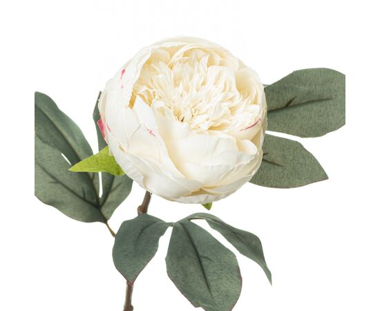 Піон, білий, изображение 2 ᐒ купить на  ❤ Like7km.com.ua