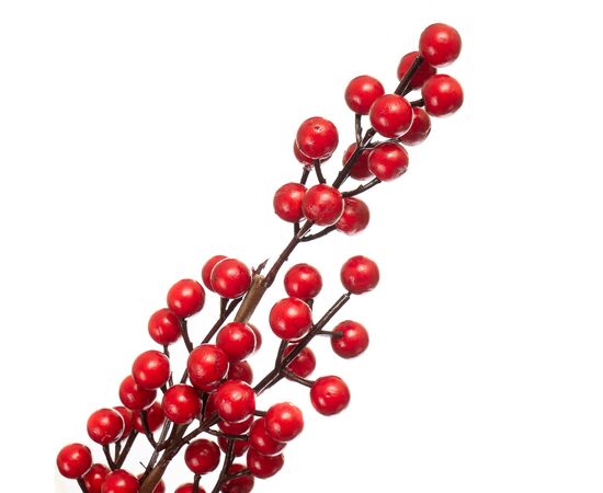 Кизильник Корал Бьюти, красный 1 м, изображение 3 ᐒ купить на  ❤ Like7km.com.ua