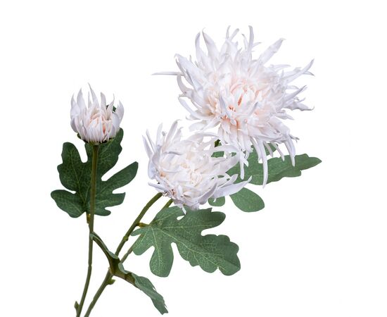 Хризантема белая, изображение 2 ᐒ купить на  ❤ Like7km.com.ua