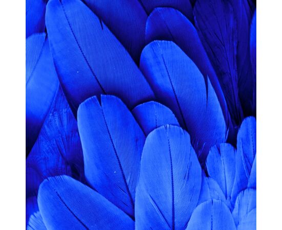 Декоративные перья, синие YOO-HOO!, изображение 2 ᐒ купить на  ❤ Like7km.com.ua