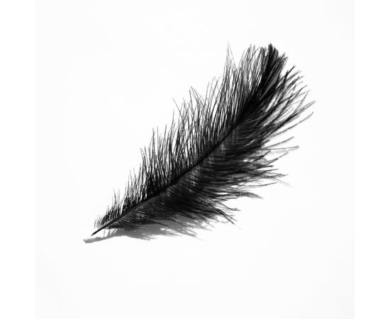 Декоративные перья, черные YOO-HOO!, изображение 2 ᐒ купить на  ❤ Like7km.com.ua