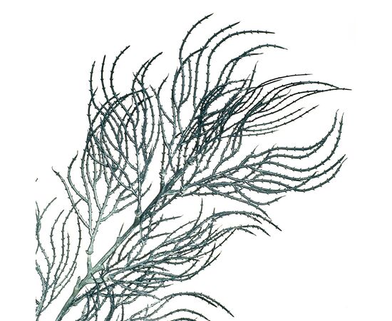 Ветка ивы волнистая серо-голубая искусственная, изображение 2 ᐒ купить на  ❤ Like7km.com.ua