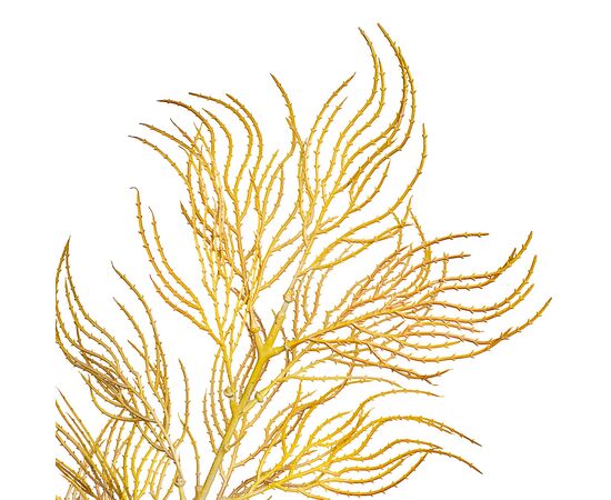 Ветка ивы желтая слоновая кость искусственная, изображение 2 ᐒ купить на  ❤ Like7km.com.ua