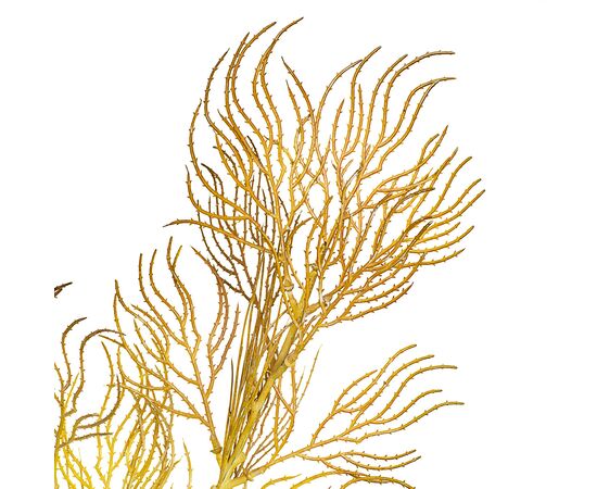 Ветка ивы волнистая желто-золотая искусственная, изображение 2 ᐒ купить на  ❤ Like7km.com.ua