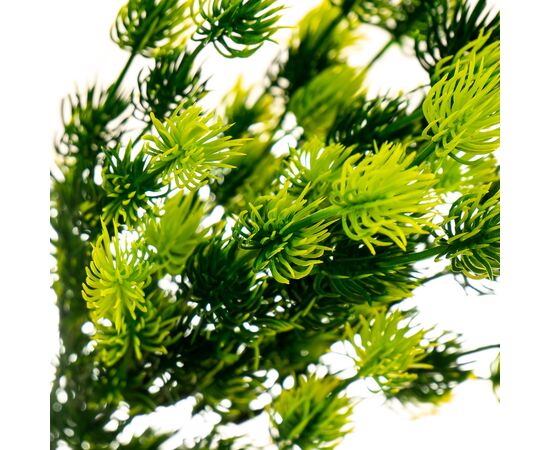 Ветка хвои, изображение 2 ᐒ купить на  ❤ Like7km.com.ua
