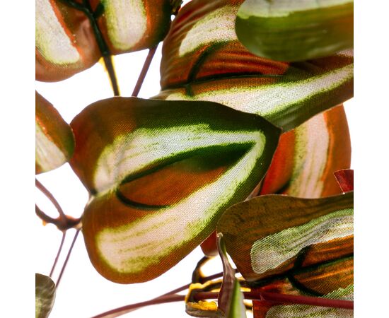 Ветка Зебрины, изображение 2 ᐒ купить на  ❤ Like7km.com.ua