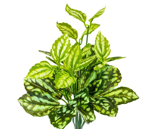 Ветка филодендрона, изображение 2 ᐒ купить на  ❤ Like7km.com.ua