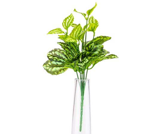 Ветка филодендрона, изображение 3 ᐒ купить на  ❤ Like7km.com.ua