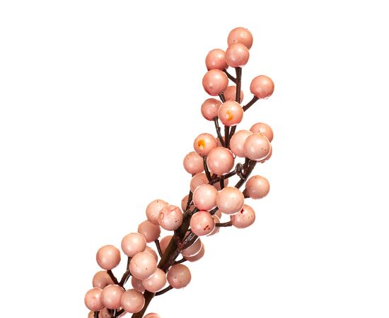 Кизильник Корал Бьюти, розовый 1 м, изображение 3 ᐒ купить на  ❤ Like7km.com.ua