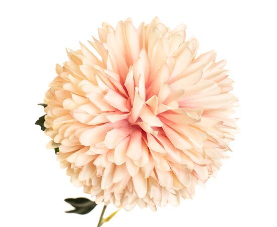 Цветок "Хризантема нежно-розовая", изображение 2 ᐒ купить на  ❤ Like7km.com.ua