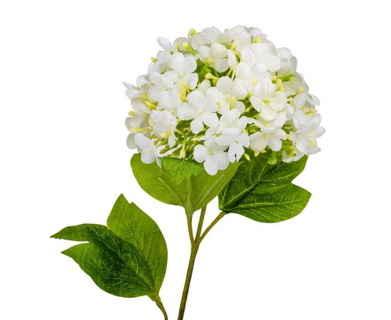 Гортензия "Аура", белая, 80 см, изображение 2 ᐒ купить на  ❤ Like7km.com.ua