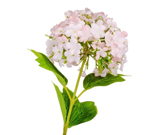 Гортензия "Аура", розовая, 80 см, изображение 2 ᐒ купить на  ❤ Like7km.com.ua