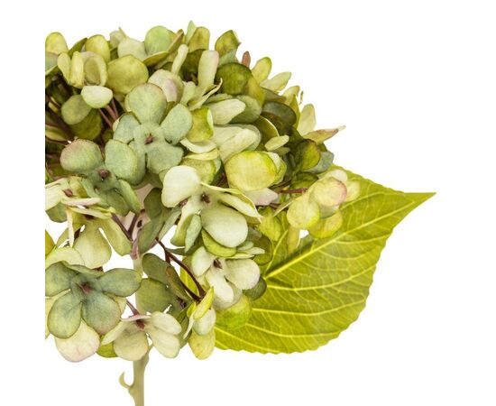 Цветы "Гортензия салатовая", изображение 3 ᐒ купить на  ❤ Like7km.com.ua