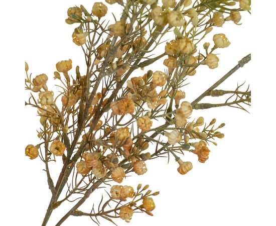 Ветка сухоцвета полевого жёлтая, изображение 2 ᐒ купить на  ❤ Like7km.com.ua