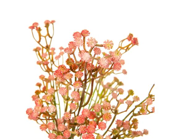 Искусственная зелень, розовая, изображение 2 ᐒ купить на  ❤ Like7km.com.ua