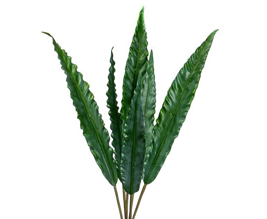 Листья эвкалипта, изображение 2 ᐒ купить на  ❤ Like7km.com.ua