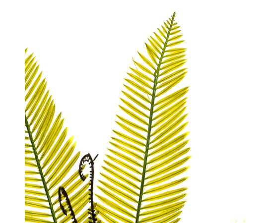 Куст папоротника желто-оливковый коротколистный искусственный, изображение 2 ᐒ купить на  ❤ Like7km.com.ua