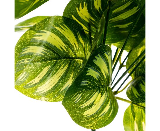 Ветка Филодендрона, изображение 2 ᐒ купить на  ❤ Like7km.com.ua