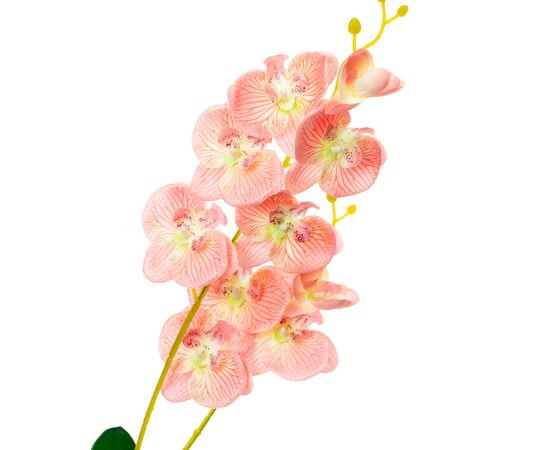 Орхидея катлея, розовая, изображение 2 ᐒ купить на  ❤ Like7km.com.ua