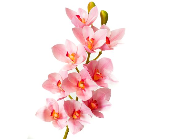 Орхидея ванда, ярко-розовая, изображение 2 ᐒ купить на  ❤ Like7km.com.ua