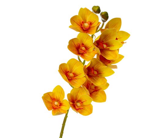 Орхидея ванда, желтая, изображение 2 ᐒ купить на  ❤ Like7km.com.ua